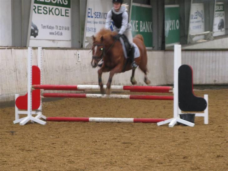 Hollandsk Sportspony Bauke - aflivet s': -   spring! fotograf; karen enemark (; billede 14