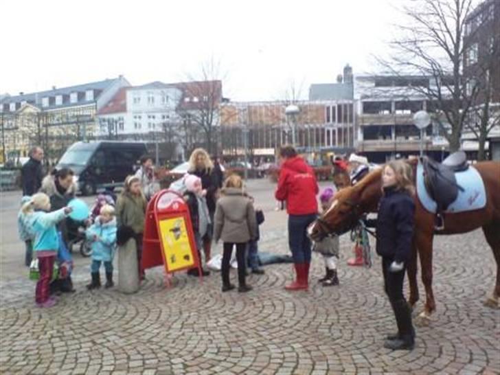Hollandsk Sportspony Bauke - aflivet s': -  er han ikke lidt sej? q; han tør og gå rundt på torvet med små børn. dygtiiiige pony! billede 15