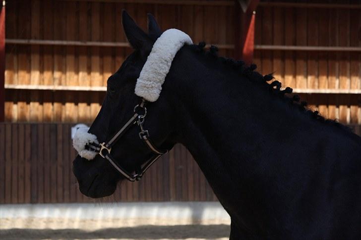 Anden særlig race Indy Boy. (Solgt) - Efter stævne 2010:-) billede 12