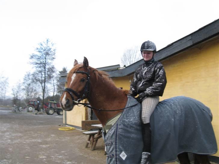 Hollandsk Sportspony Bauke - aflivet s': -  sneeeee :D billede 16