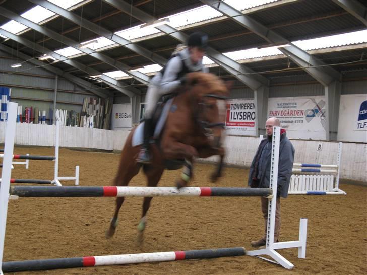 Hollandsk Sportspony Bauke - aflivet s': -  spring! fotograf; karen enemark (; billede 17