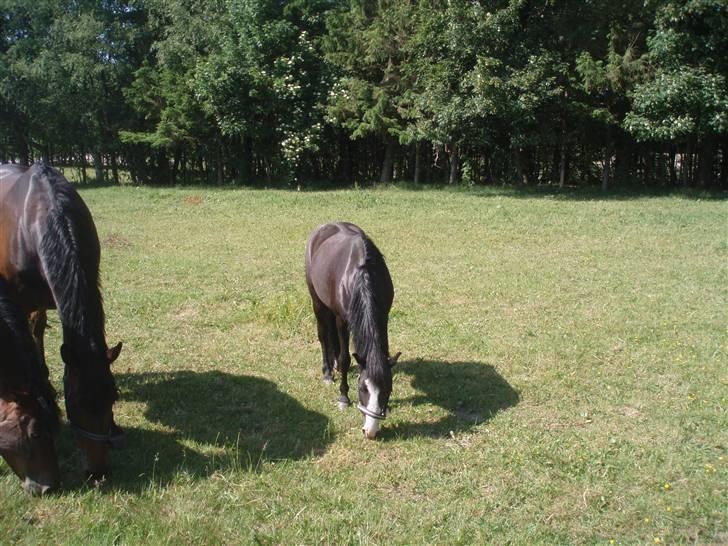 Anden særlig race Peanuts billede 2