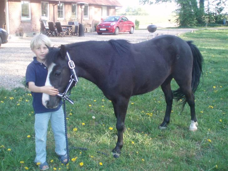 Anden særlig race Peanuts billede 3