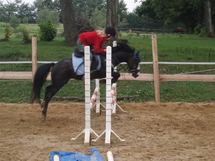 Anden særlig race Peanuts billede 8