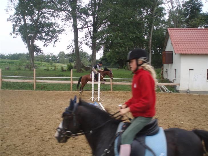 Anden særlig race Peanuts billede 10