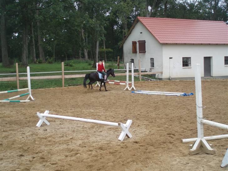 Anden særlig race Peanuts billede 11