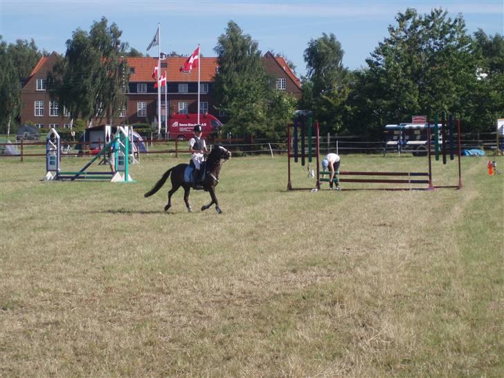 Anden særlig race Peanuts billede 15