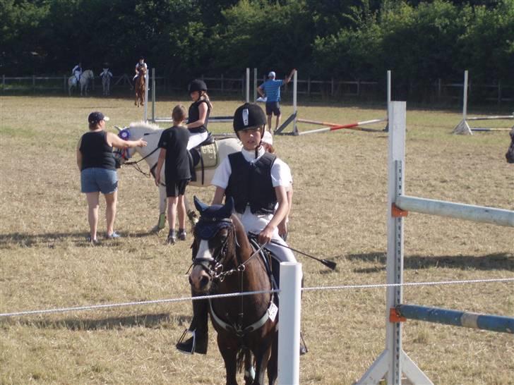 Anden særlig race Peanuts billede 18