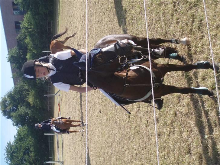 Anden særlig race Peanuts billede 19