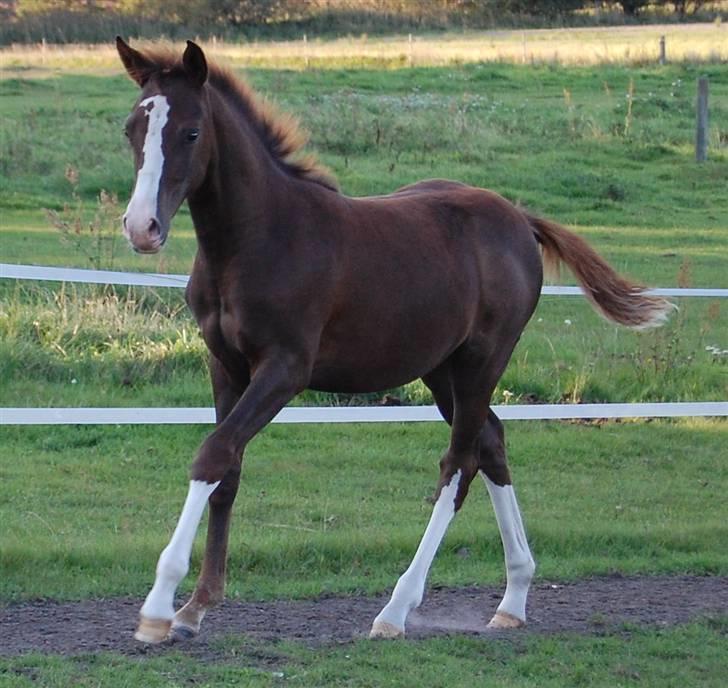 Anden særlig race Lykkebos Exotic Fire billede 5