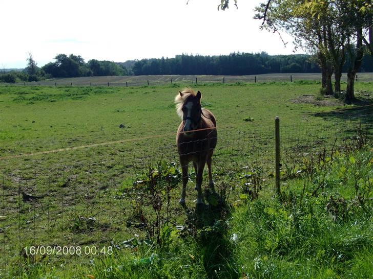 Welsh Mountain (sec A) bellis(solgt) - flere billeder kommer senere billede 1