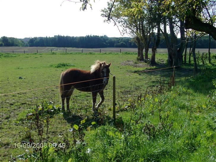 Welsh Mountain (sec A) bellis(solgt) billede 2