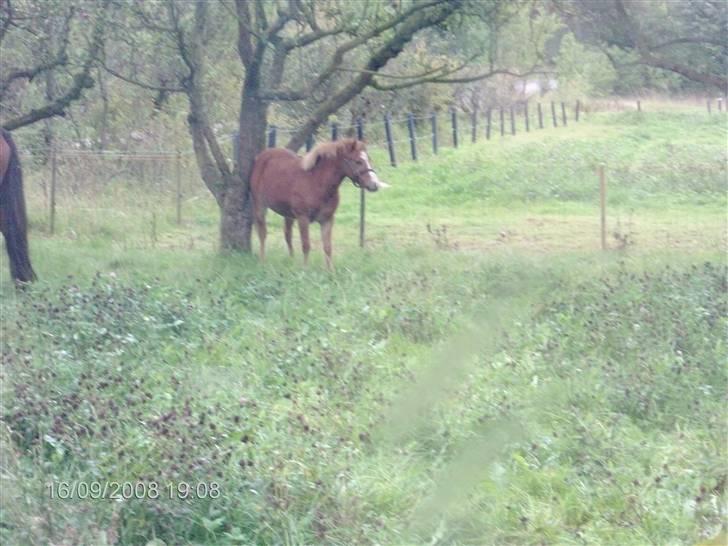 Welsh Mountain (sec A) bellis(solgt) - det kunne være hvis jeg skubbede hårdt nok at der faldt et æbel ned ss billede 3