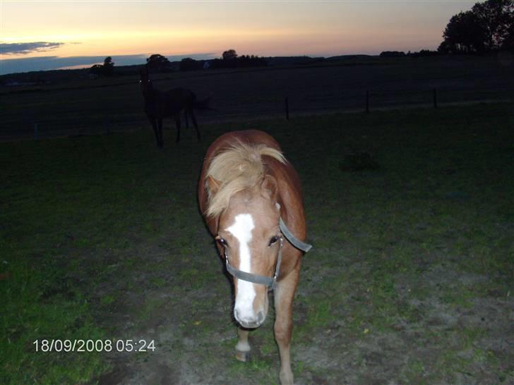 Welsh Mountain (sec A) bellis(solgt) billede 4