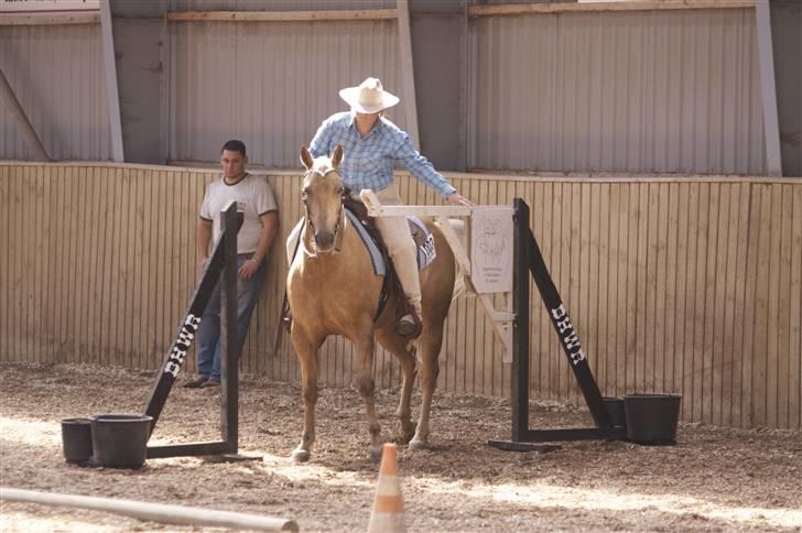 Quarter LoneStarPrescription *RIP - Bob og jeg ved DM 2008. Her ved lågen i en open trail. billede 17