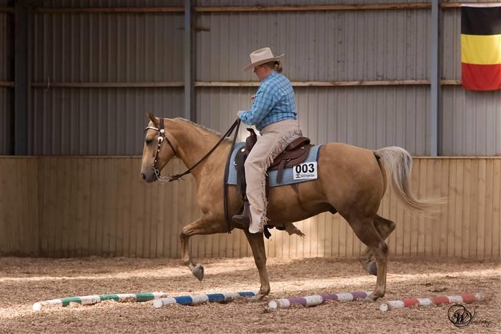 Quarter LoneStarPrescription *RIP - Bob og jeg ved DM 2008. Her ved travbommene i en open trail. billede 18