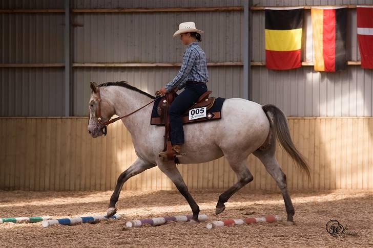 Appaloosa Skipas Primadonna - Donna og hendes part Anna i trail beginner. DM 2008 billede 12