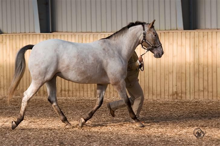 Appaloosa Skipas Primadonna - Donna i Showmanship at halter. DM 2008. billede 13