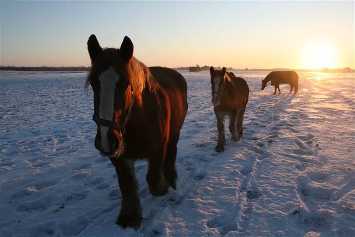 Jyde SMUKKE Sally *R.I.P.* billede 14