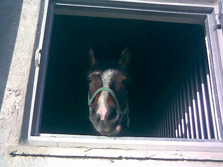 Connemara Mosegårdens Geena| - Hovedet ud af vinduet i vores "nye" stald, Foto: Miig <3 billede 10