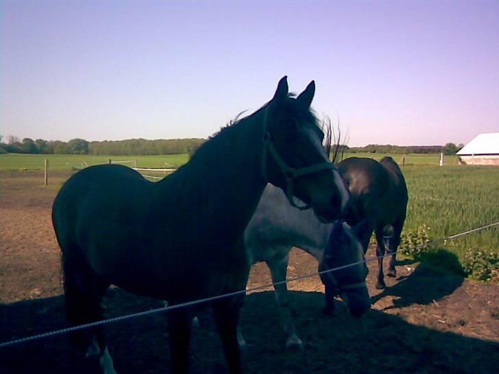 Connemara Mosegårdens Geena| - Hygger på folden i den varme sol, Foto: Miig <3 billede 11