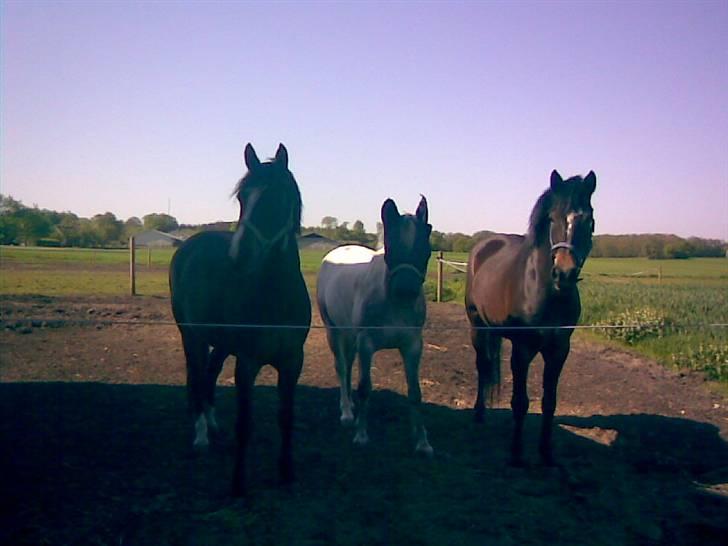 Connemara  | Bigge Aislinn billede 5