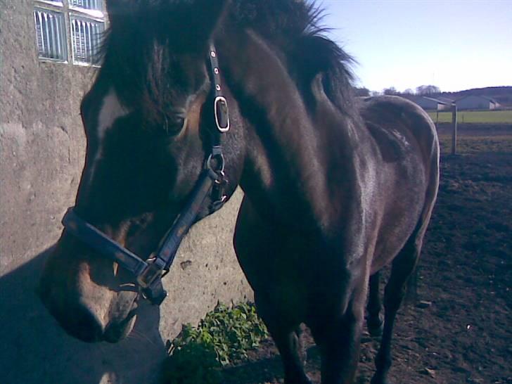 Connemara  | Bigge Aislinn billede 6