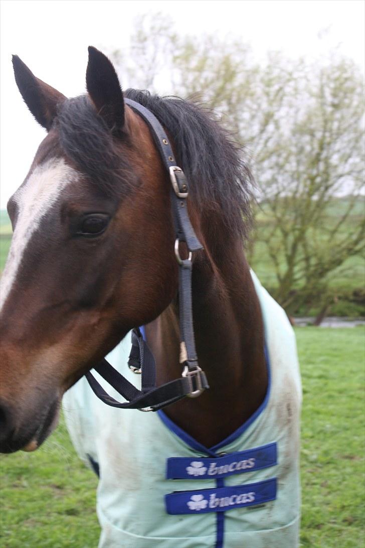 Connemara Mosegårdens Geena| billede 12