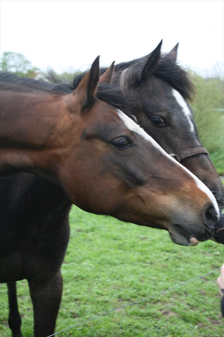 Connemara Mosegårdens Geena| billede 14