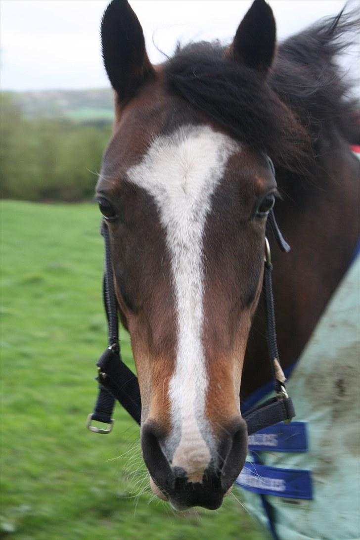 Connemara Mosegårdens Geena| billede 15