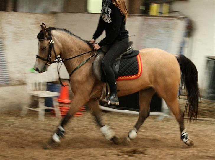 Welsh Partbred (Sec F) Tivall - nyt - efter springning billede 12