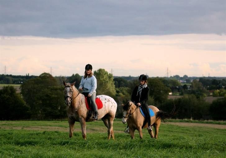 Welsh Partbred (Sec F) Tivall - nynne på roxy & mig på valle :D se himmelen! billede 18