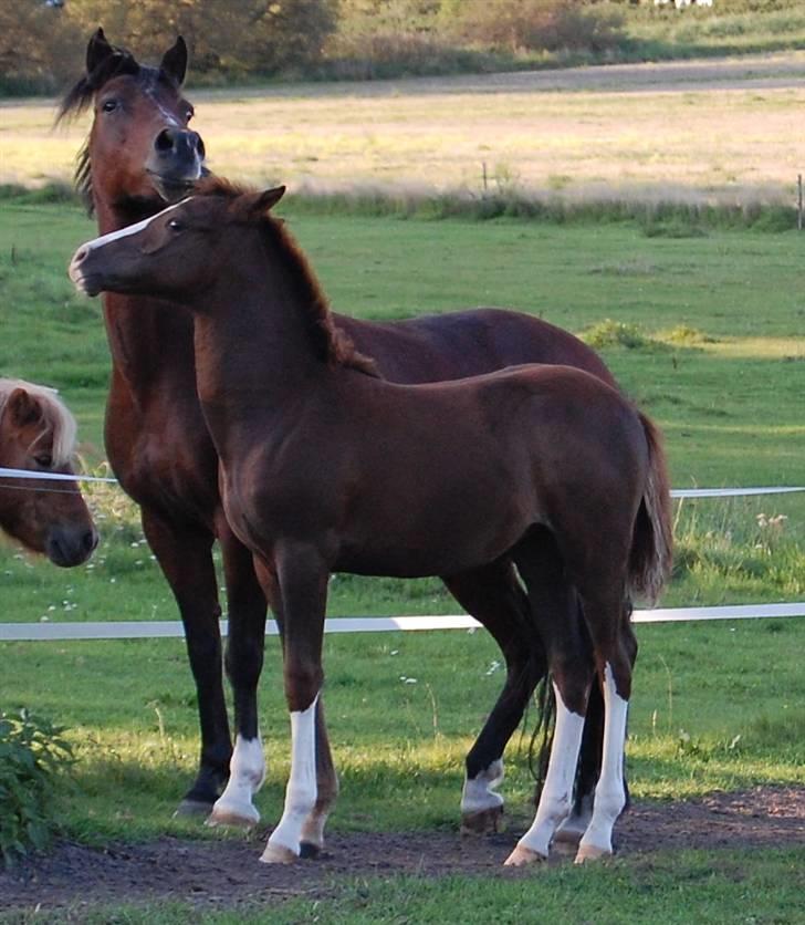 Anden særlig race Lykkebos Exotic Fire billede 6