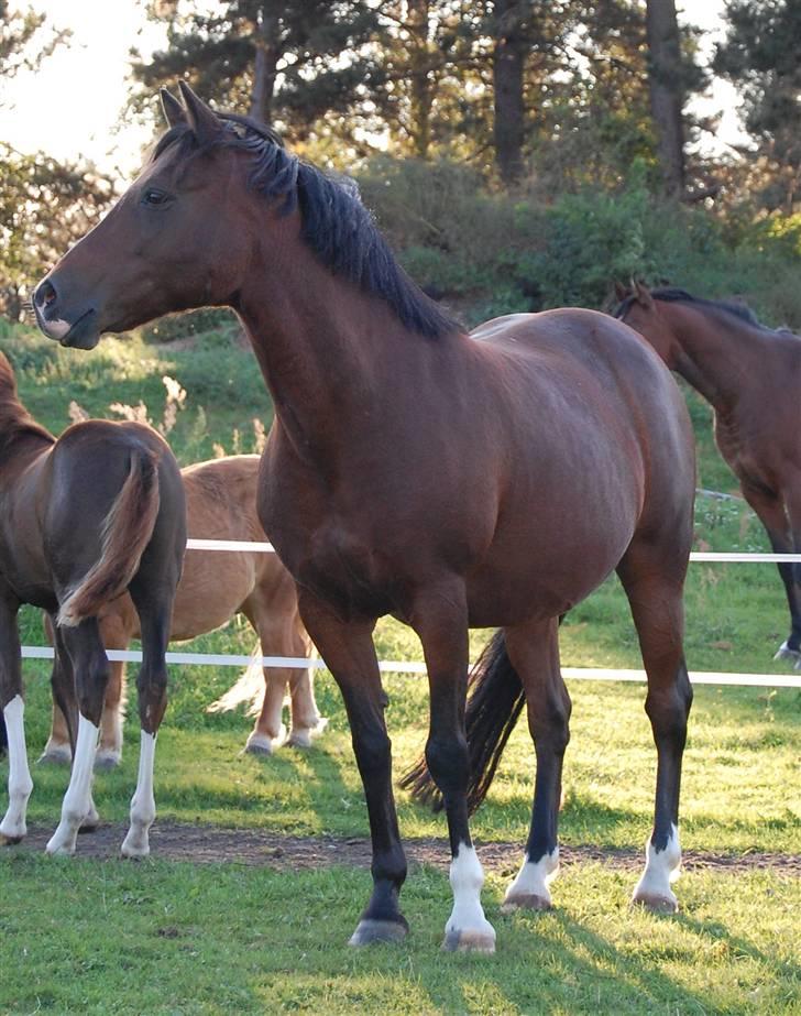 Anden særlig race Lykkebos Beauty billede 2