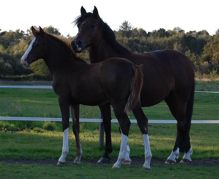 Anden særlig race Lykkebos Beauty - Beauty og Exotic<3 billede 3