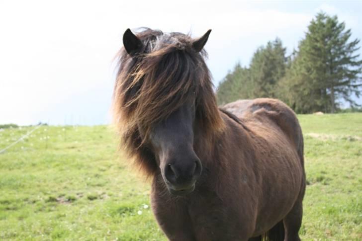 Islænder Kjarkur f. Kattinge - Min skønhed på marken!                                       cs foto billede 15