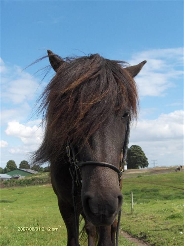 Islænder Kjarkur f. Kattinge - Dejlig og nysgerrig! ;P billede 16