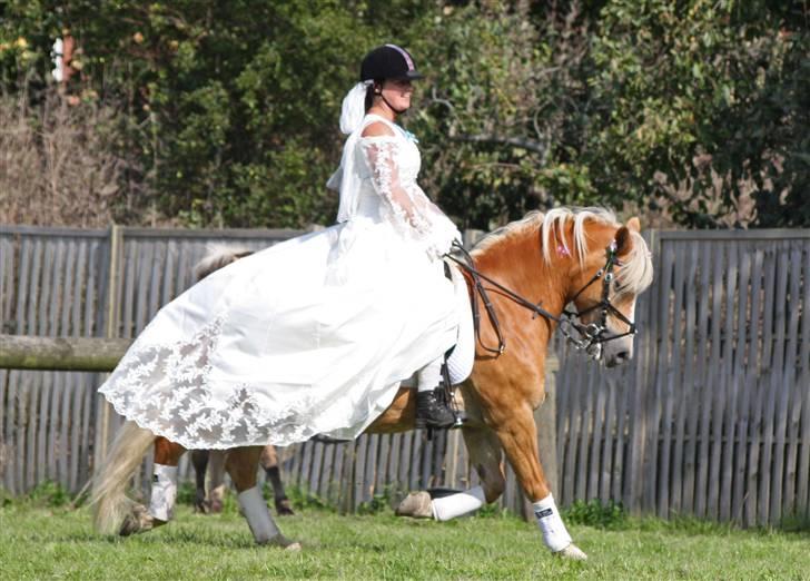 Haflinger hermeline - ina og hermeline -fukr udklædnings spring billede 13