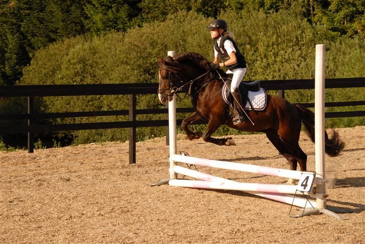 Welsh Pony (sec B) KallistalodgeViper RIP:'( - viper sløjfespring på gården billede 20