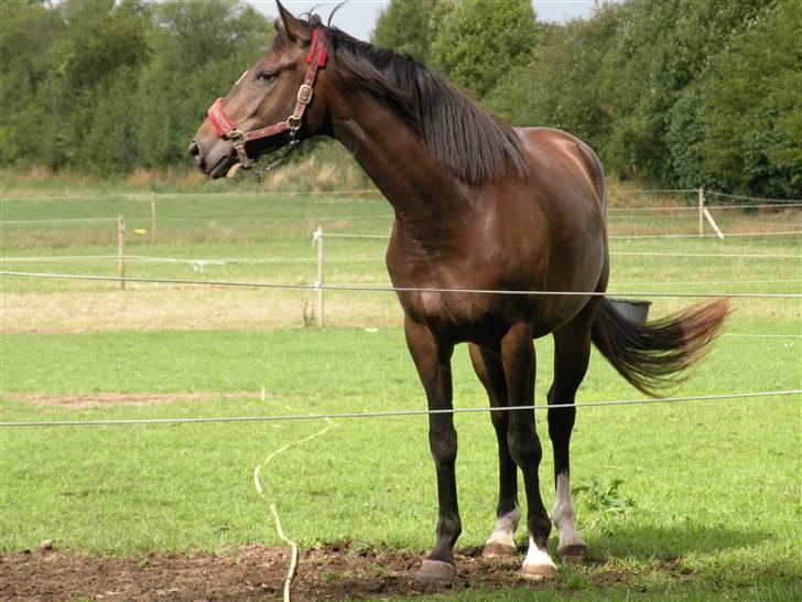 Holstener La Mari-Bell - Mar sommeren 2008 billede 15