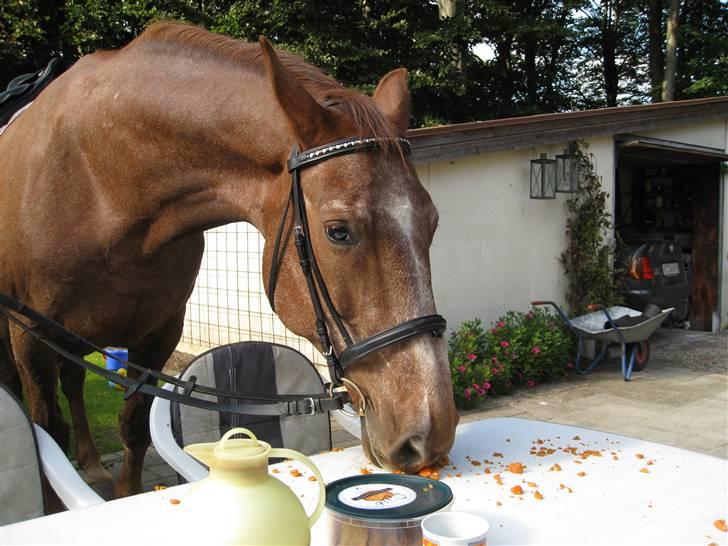 Dansk Varmblod Zenobie<3 - Zenobie elsker gulerødder billede 13