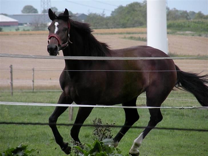Holstener La Mari-Bell - Mari i galop på folden sommer 2008 billede 16