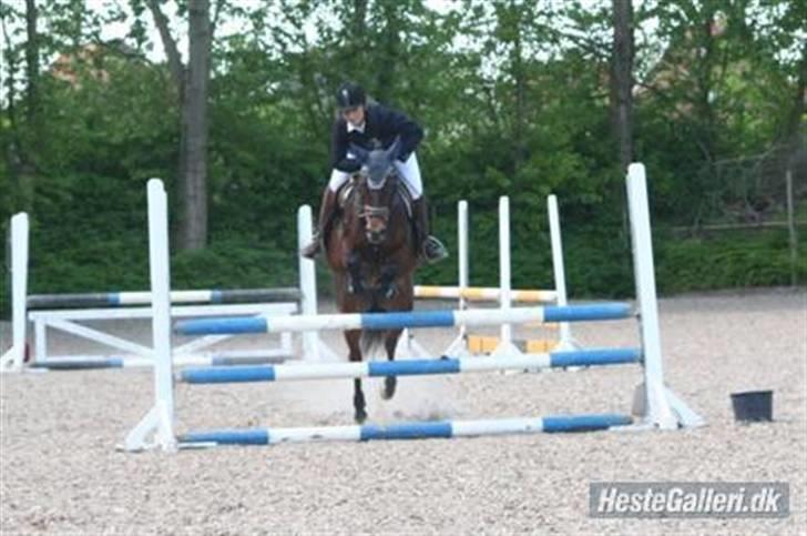 Anden særlig race Lady - Sabina Og Lady (; billede 1