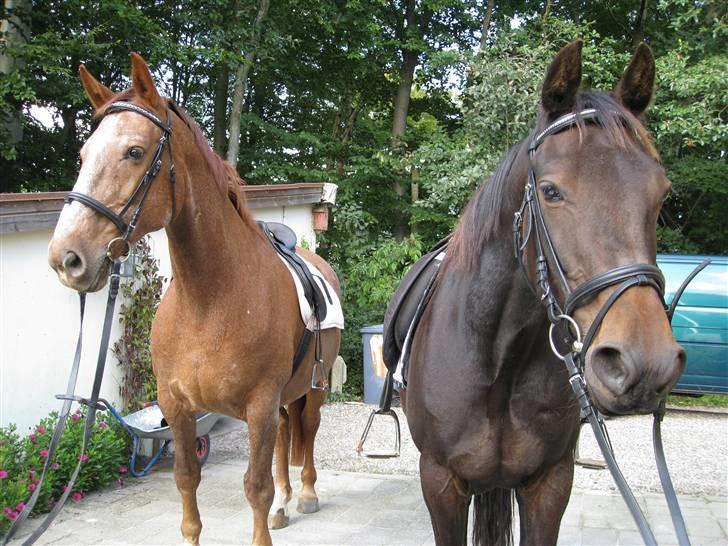 Dansk Varmblod Zenobie<3 - Zenobie og Jes på Ridetur billede 14