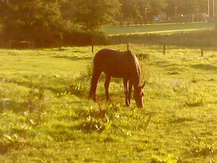 Anden særlig race Lady - verdens bedste pony på fold<3(L) billede 2