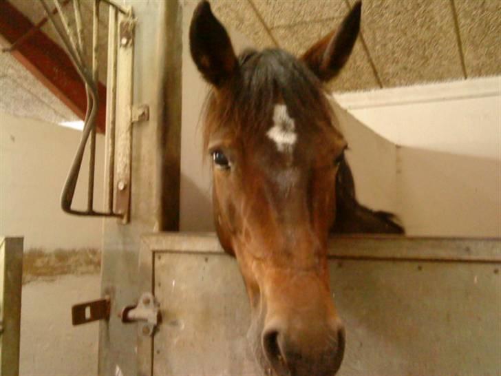 Anden særlig race Lady billede 3