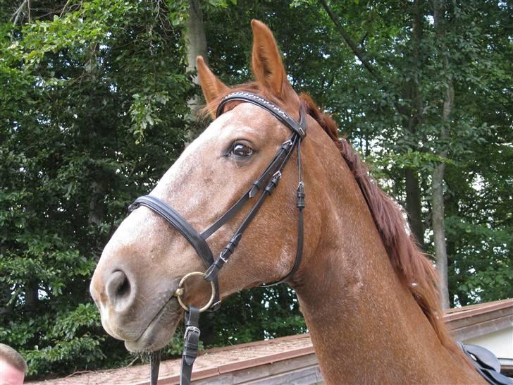 Dansk Varmblod Zenobie<3 - Zenobie gør sig lækker billede 15