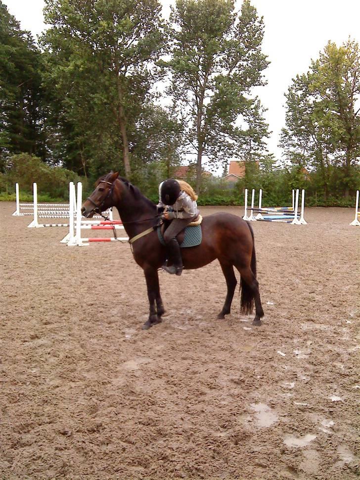 Anden særlig race Lady billede 4