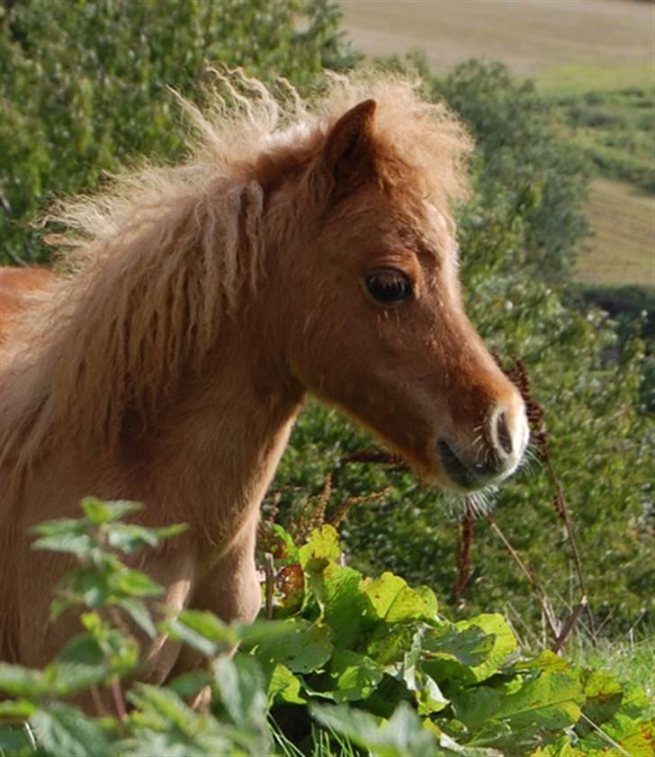 Dansk Miniature Egehøjs Red Hot Double Sh - September 08 billede 14