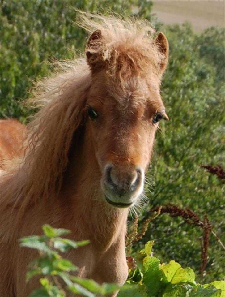 Dansk Miniature Egehøjs Red Hot Double Sh - September 08 billede 15